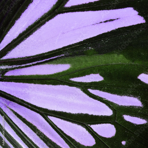 Obraz purple butterfly wing