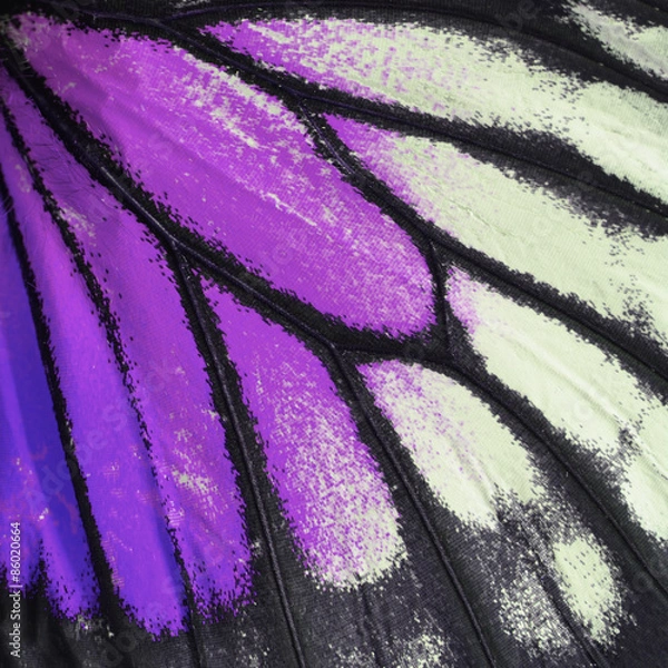 Obraz purple butterfly wing
