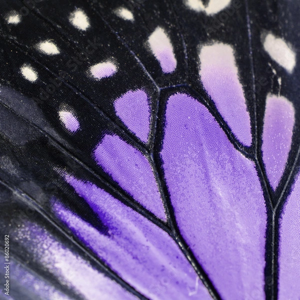 Obraz purple butterfly wing