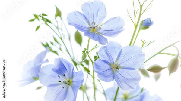 Fototapeta Flax flowers isolated on white background Bouquet of blue common flax linseed or linum usitatissimum : Generative AI
