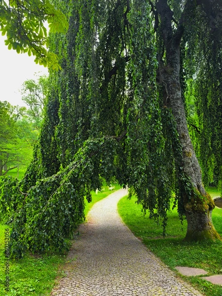 Fototapeta tree with dense foliage in the shape of an arch in a city park in Marianske Lazne