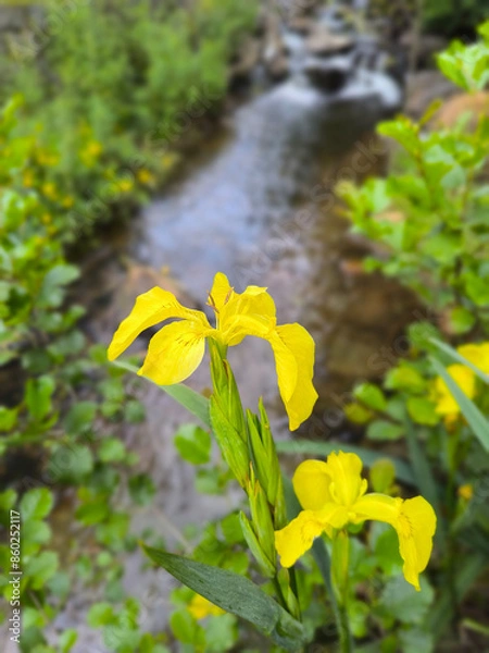 Fototapeta yellow irises against the background of a stream in a city park in Marianske Lazne