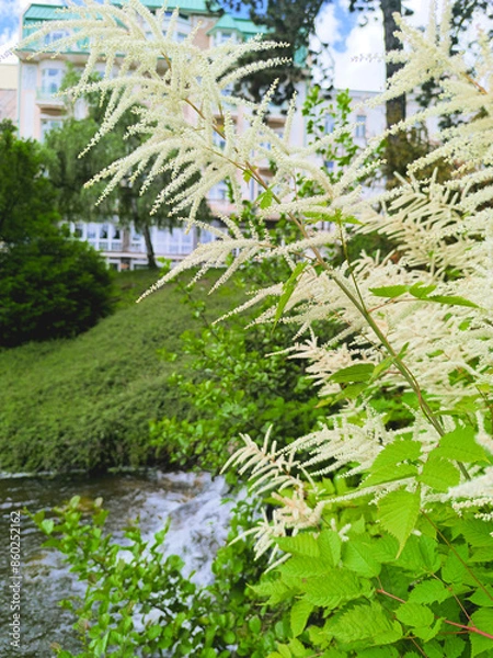 Fototapeta white flowers against the background of a stream in a city park in Marianske Lazne