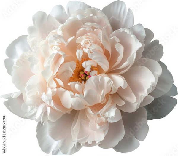 Obraz Creamy white peony flower top view cutout