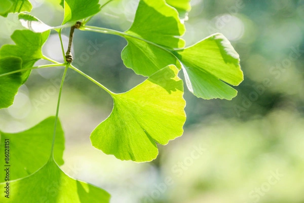 Obraz gingko leaf