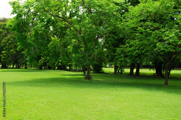 Obraz Green park and tree