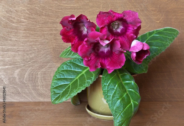 Fototapeta Blooming gloxinia