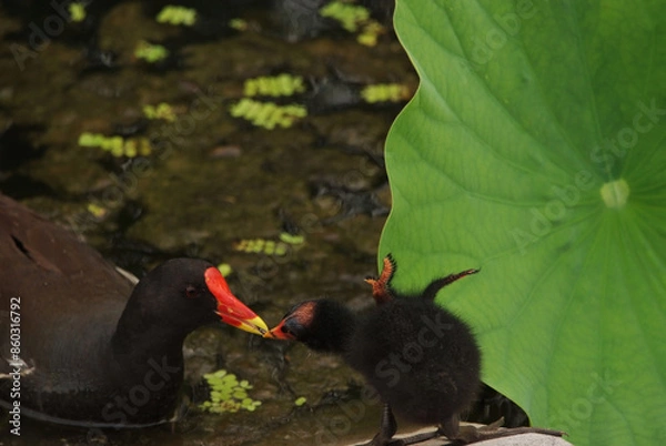 Obraz 雛に給餌するバン