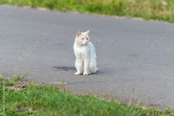Obraz A charismatic white street cat with blue slanting eyes walks along the road in the village