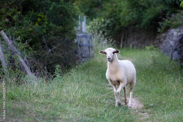 Obraz A white sheep walking light footedly along a narrow path surrounded by greenery. Cuteness Overload.