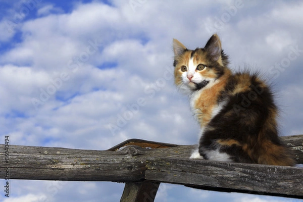 Obraz Cute kitten on the old fence