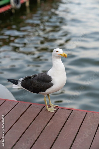 Obraz seagull close up. seagull standing on a deck
