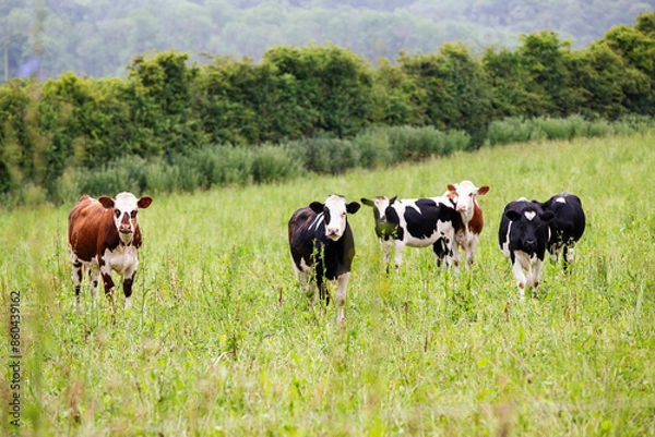 Obraz Small herd of cows grazing in organic pasture field