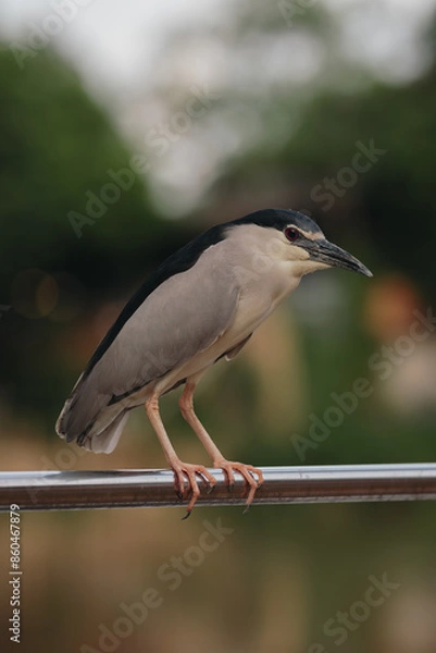 Obraz black capped kingfisher