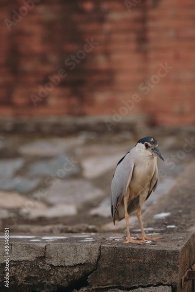 Obraz bird on a stone
