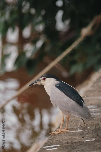 Obraz black crowned night heron looking for fish 