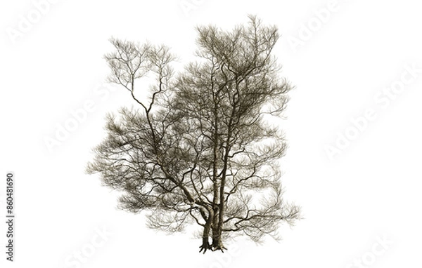 Fototapeta Dead tree isolated on white background.