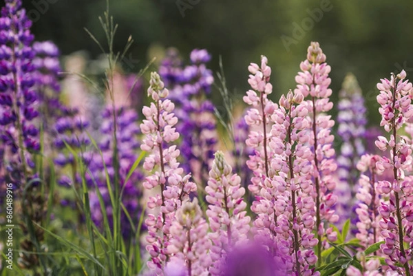 Fototapeta Flowering Lupin (Lupinus polyphyllus). Blooming field large-leaved lupines or garden lupines in early summer, close-up with selective focus.