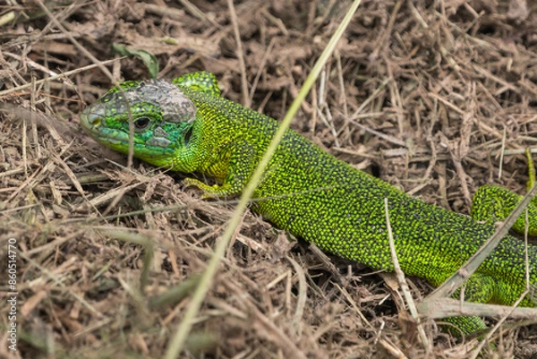 Obraz Smaragdeidechse