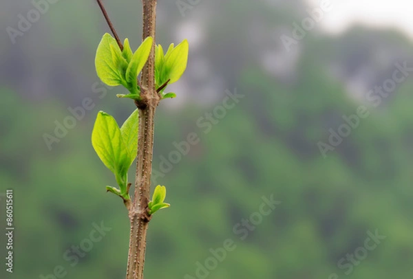 Fototapeta Young leaves on a tree growing environmental background. Environmental theme background with copy space.