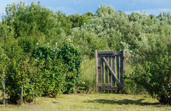 Fototapeta A wooden gate in the fence against the background of a green forest