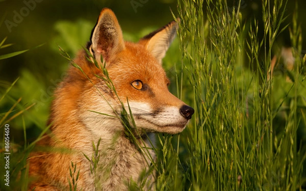 Obraz red fox