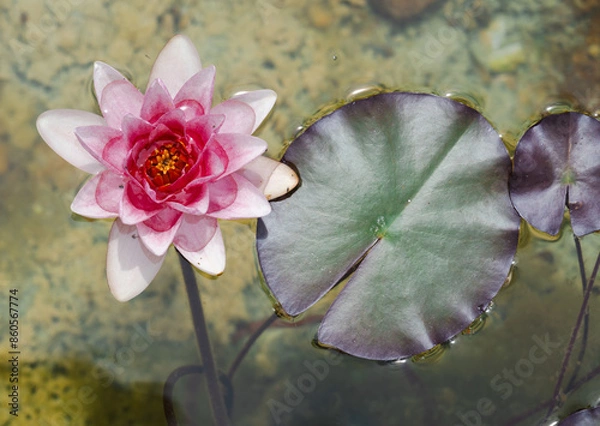 Obraz Water lily