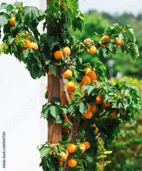 Obraz Apricot tree