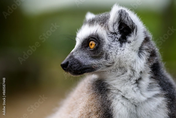 Fototapeta Katta-Portrait