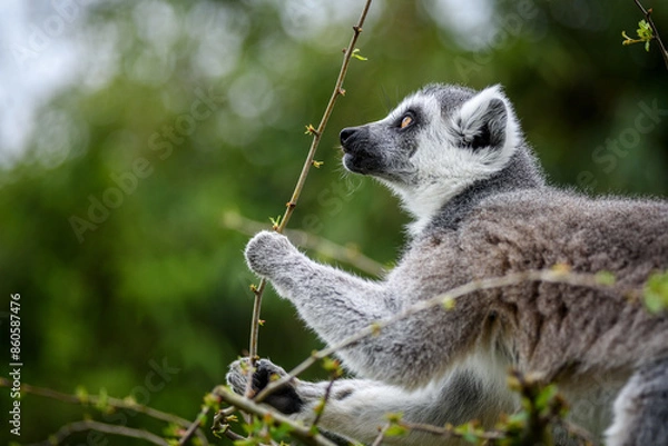 Fototapeta Katta-Portrait