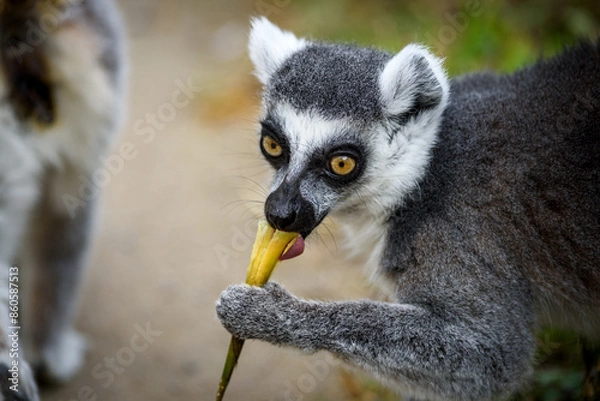 Fototapeta Katta-Portrait