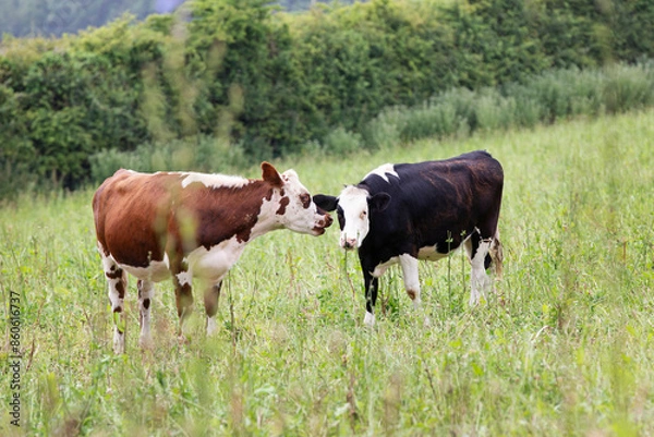 Obraz Brown and white cow whispering into a black and white cows ear in pasture rich green meadow 
