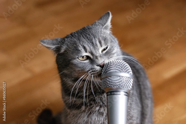 Obraz The cat sings into the microphone. A cat with a microphone. Funny animals. Funny cats.	