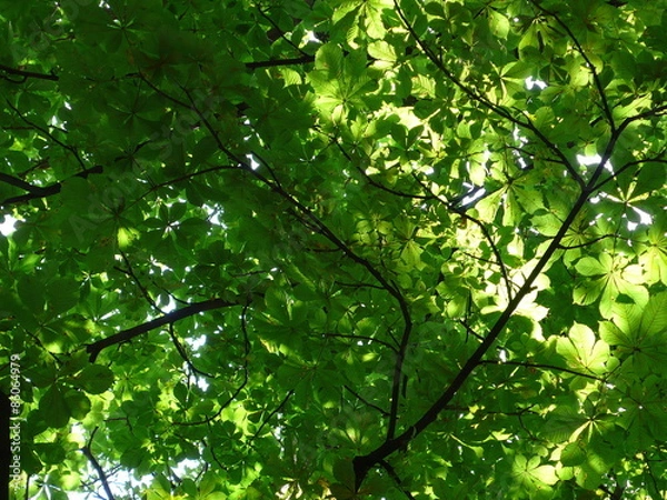 Obraz horse chestnut