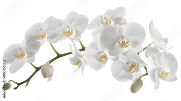 Fototapeta Close up of orchids blossoms Wedding decoration Branch of beautiful white orchid on white background Banner design White petals of phalaenopsis orchid flower Selective focus : Generative AI