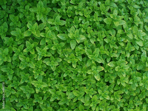 Obraz Oregano