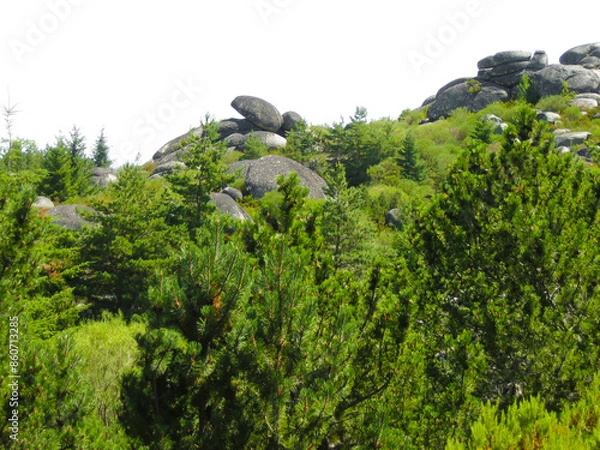 Fototapeta Mountain with trees and rocks, white sky in the background