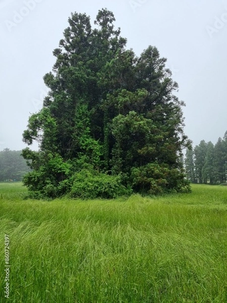 Obraz A view of the Saryeoni Forest Path of Jeju Island in korea