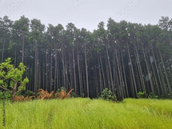 Obraz A view of the Saryeoni Forest Path of Jeju Island in korea
