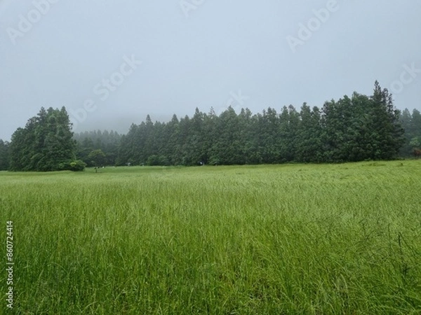 Obraz A view of the Saryeoni Forest Path of Jeju Island in korea