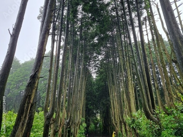 Obraz A view of the Saryeoni Forest Path of Jeju Island in korea
