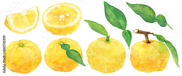 Obraz 柚子の実と葉の素材セット　手描き水彩