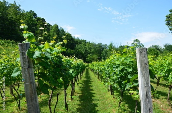 Fototapeta Grape Vines