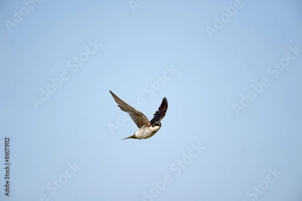 Fototapeta Tree Swallow in flight