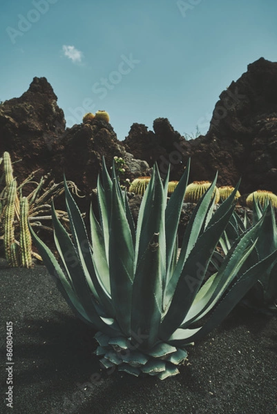 Fototapeta Cactus in gardens