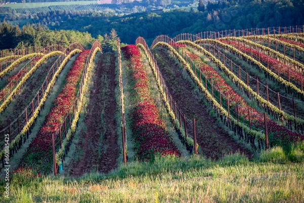 Fototapeta An Oregon vineyard in spring shows vivid red crimson clover between lines of tiny leaves glowing in afternoon sun along the wire trellis flowing over a hill.