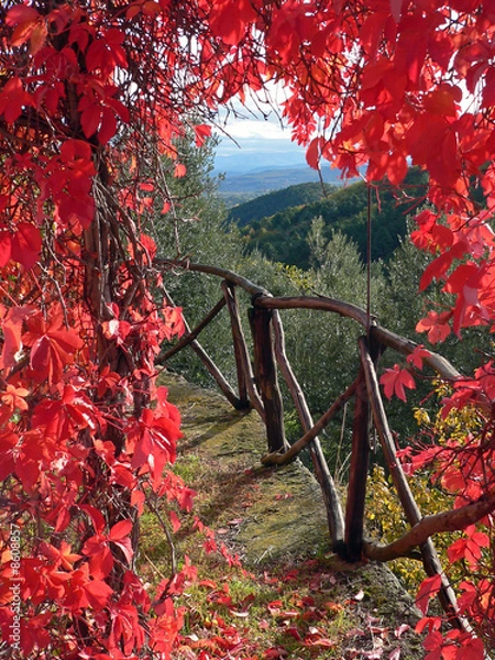 Fototapeta wilder Wein
