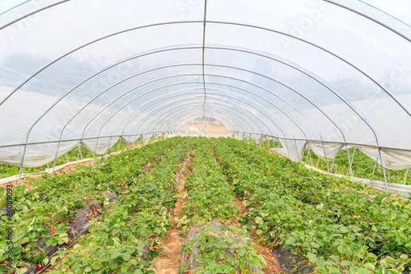 Obraz greenhouse