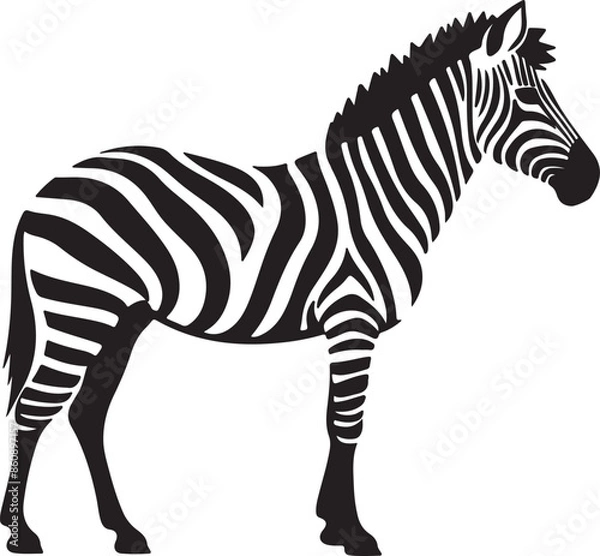 Obraz Zebra Silhouette Vector Illustration White Background