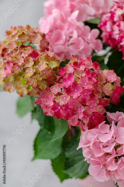 Obraz ピンク色のアジサイ　ハイドランジア